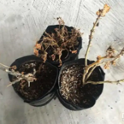 ����������̨�Ļ���