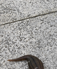 ���ˣ�÷���죬�������������Ϲ���ˣ�