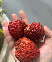 ��֦��������ɽķ����֦����ͷ�ô� ���óԣ�