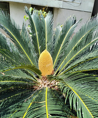 �桤���������ˣ��ѵ�һ������� �������