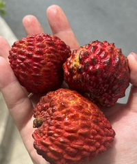 ��֦��������ɽķ����֦����ͷ�ô� ���óԣ�