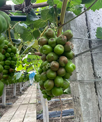 ������������ѵ�ũ�������ˣ����������� ���Ѷ����ˡ�