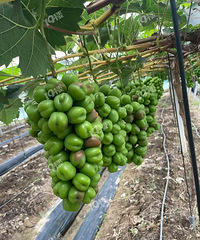 ������������ѵ�ũ�������ˣ����������� ���Ѷ����ˡ�