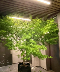 人怎么会犯这么大的错!买了一颗树,结果进不了电梯...