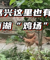 С����̬���� ���ܶ��𣿣�