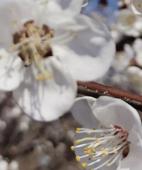 �üҳ����ǵ�ԭ���ǵ������Լ������ֲ�ϰ���йܰ�Ĺ��