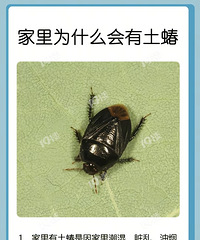 ������ﾭ�����һ�ֺ�ɫ�ļ׳� �ǽ������ĳ��ӷ���