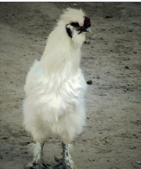 Ϊʲô���޳ɹ��Ķ��ǽ�ʦ�������ڵ��ˣ�