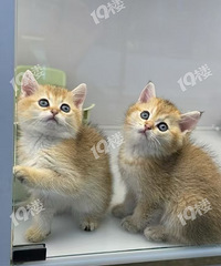 �����װ����ܶ��̳����еġ����������è�� ����ÿ��Ҫ��è��Ǯ