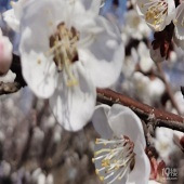 �üҳ����ǵ�ԭ��