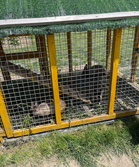 �����߲�԰�ܲ��� ���Բ�ժ���������ιС����