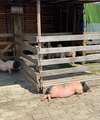 �����߲�԰�ܲ��� ���Բ�ժ���������ιС����