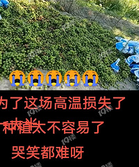 今年农户好难啊!高温天有人种的阳光玫瑰坏了一大片…