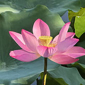 �������պɻ�