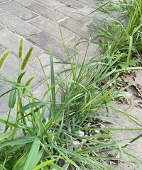 С���Ӽ��꼶����������ѧϰ����Ը��