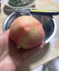 现摘的水蜜桃太鲜啦!你们喜欢吃脆桃还是软桃?