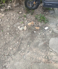 三水湾“养鸡场”又又又上新了!活泼小鸡遍地跑 我心态崩了
