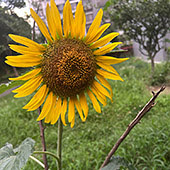 ����Ư������