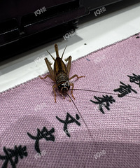 ����ʲô�������ʶ��