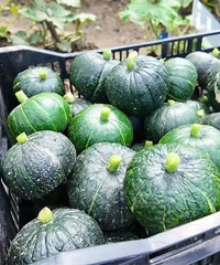 �����߲�԰��԰�ˣ�9���������