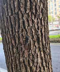 Сʱ���������˻�����ǯ������ץ���������