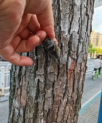 Сʱ���������˻�����ǯ������ץ���������