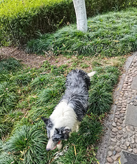 ��������Ҳ���ȣ���ˮ�幫԰�б���ÿ���º���Ӿ��