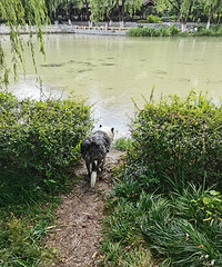 ��������Ҳ���ȣ���ˮ�幫԰�б���ÿ���º���Ӿ��