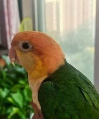 97�깤���ȶ� ������Ӫ������Ե��