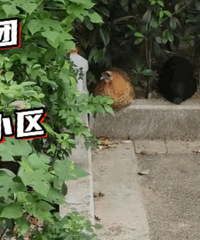 ���ؼ�ʺ���������ݣ�