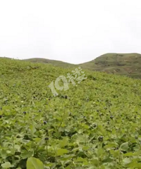 �����ձ����ƶ����е�Ч�����ٿ�����