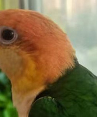 97�깤���ȶ� ϲ��С����ż����Ϸ ���ѰԵ