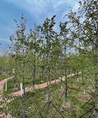 Ϊɶ���ֲ�������С��� ��û�п���������������һ����