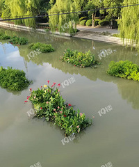 ̫�������ˣ����˺Ӵ����µ�ˮ��ֲ�￪���ˣ�