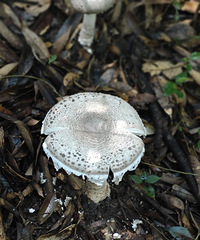 ��Ҫ����ٸ��ֲ�������������ɽ�ɾ��Ӱ�!����ѹ