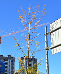 ����ɶ�����𣿰�������Ҷ���ˣ�һ�㲻����10��11��ô��