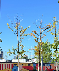 ����ɶ�����𣿰�������Ҷ���ˣ�һ�㲻����10��11��ô��