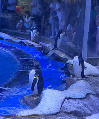 �Ϻ���������԰��������Ķ࣡��������ֵ��һ����