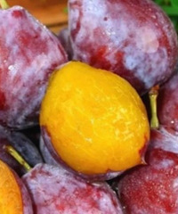 �����½���÷��ȻҲ��˳������ˣ�