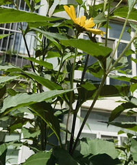 �������������ں�����ѧ�İѼҳ�æ�İ���