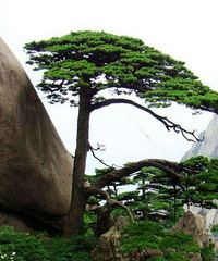 ��Ѫ����ȥ�˸��ڵĻ�ɽ �������ڳ����˿�ͷ