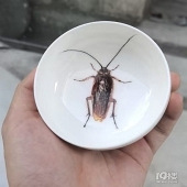 �������豭��