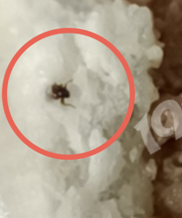 求安慰!早饭吃到半个小小强…