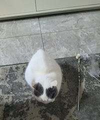 现在连猫抓板都有中古风了!AI还是太发达了…
