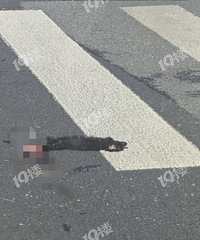 ���˻�����ô�������·���Ϻ��������һֻ��ѹ��ġ�