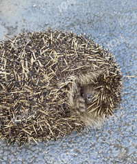 ��������ģ���ô���һ����⬣�Ұ���Ļ�����ֲ�ģ�