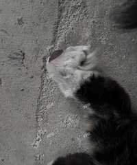 ������������û�о���վ���Խ�������Сè��Сè�Ŷ������ˣ�