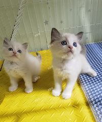 ��żè���������ˣ�һ����ֻСè��