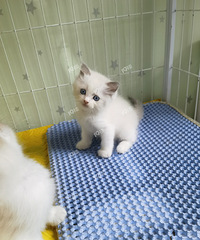 ��żè���������ˣ�һ����ֻСè��