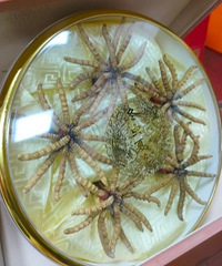 ��ǰ�յ�����֮�ƣ����պø���ĸ���ö���